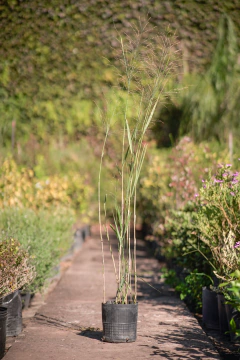 Panicum Virgatum - comprar online
