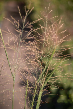 Panicum Virgatum en internet