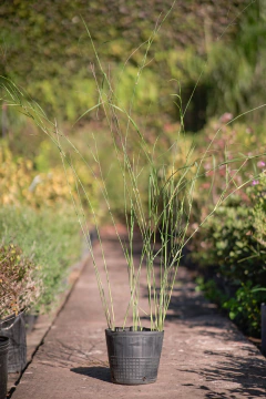 Panicum Antidotale - comprar online