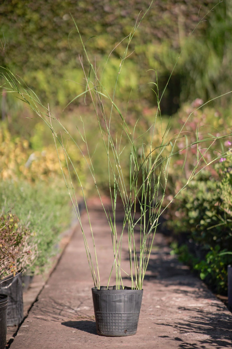 Panicum Antidotale - comprar online