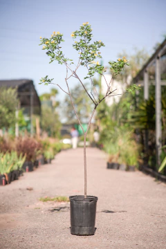 Cassia Corymbosa - comprar online