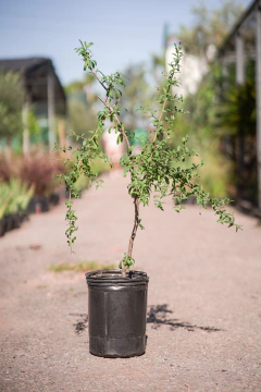 Molle (Schinus Longifolia) - comprar online