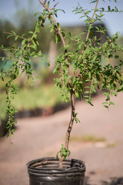 Molle (Schinus Longifolia) en internet