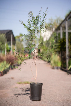 Anacahuita - comprar online