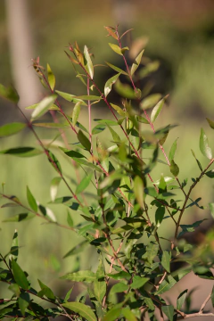 Anacahuita en internet
