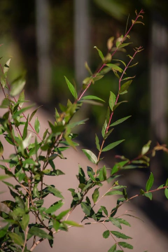 Anacahuita - Viveros El Botánico