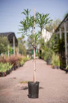 Mataojo (Pouteria Salicifolia) - comprar online