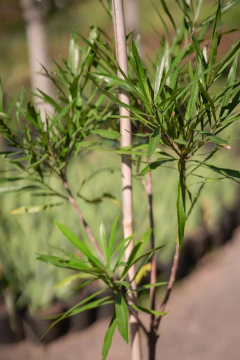 Mataojo (Pouteria Salicifolia) - Viveros El Botánico