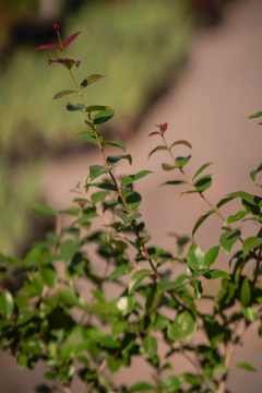 Eugenia Uniflora en internet