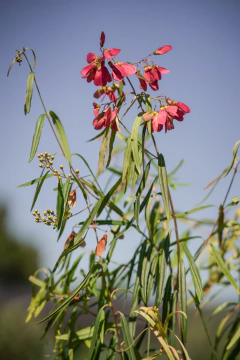 Heteropterys Glabra en internet