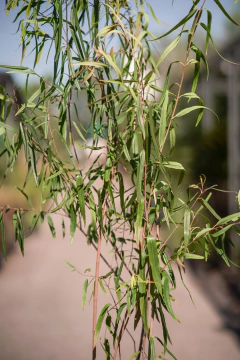Heteropterys Glabra - Viveros El Botánico