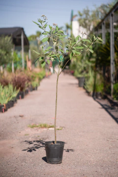 Solanum Granulosum (Fumo Bravo) - comprar online