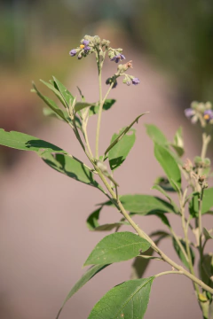 Solanum Granulosum (Fumo Bravo) en internet