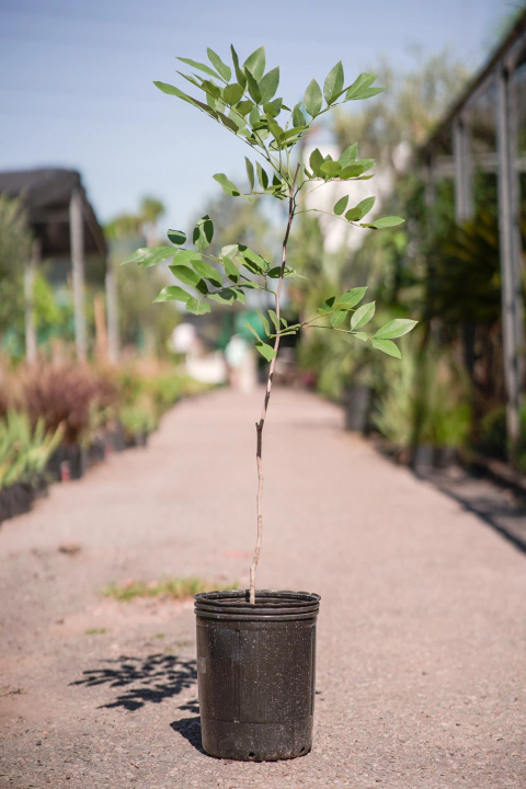 Cassia Fistula (Lluvia de Oro)