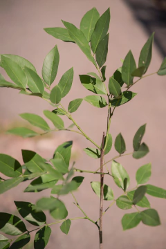 Cassia Fistula (Lluvia de Oro) - comprar online