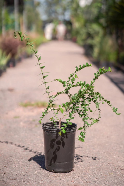 Coronillo (Scutia Buxifolia) - comprar online