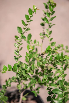 Coronillo (Scutia Buxifolia) en internet