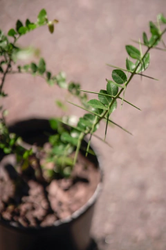 Coronillo (Scutia Buxifolia) - Viveros El Botánico