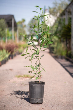 Dodonea Viscosa Verde - comprar online