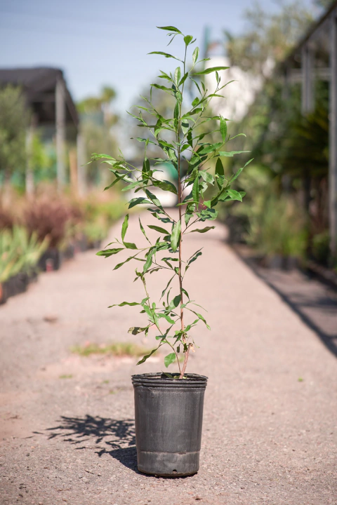 Dodonea Viscosa Verde - comprar online