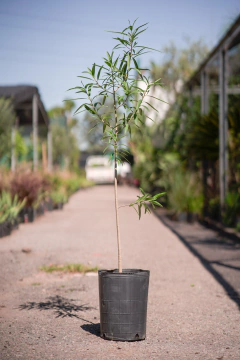 Curupi (Sapium Haematospermum) "Lecheron" - comprar online