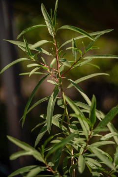 Curupi (Sapium Haematospermum) "Lecheron" - Viveros El Botánico