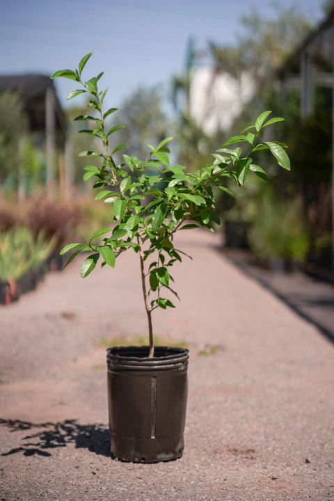 Taruma (Vitex Cymosa) - comprar online