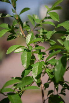 Taruma (Vitex Cymosa) en internet