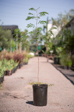 Acacia Visco - comprar online