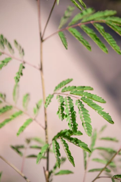 Acacia Visco en internet