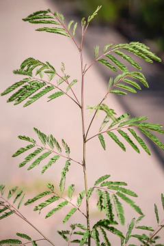 Acacia Visco - Viveros El Botánico