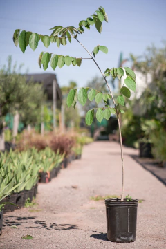 Azota Caballo (Luehea Divaricata) - comprar online