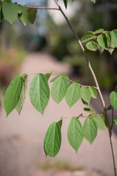 Azota Caballo (Luehea Divaricata) en internet