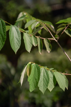 Azota Caballo (Luehea Divaricata) - Viveros El Botánico