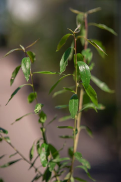 Murta (Myrceugenia Glaucescens) en internet