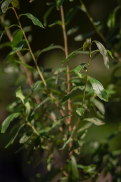 Murta (Myrceugenia Glaucescens) - Viveros El Botánico