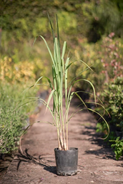 Lemon Grass - comprar online