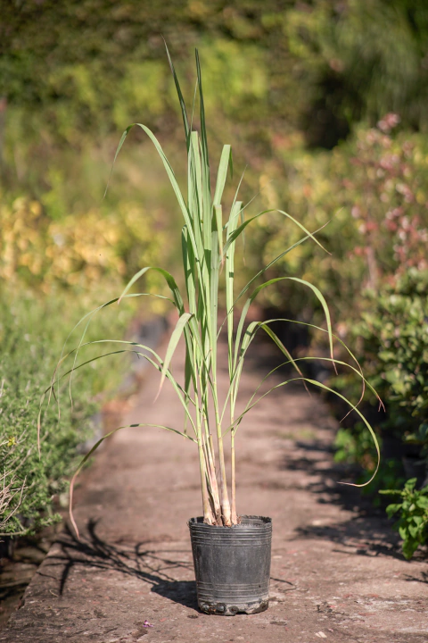 Lemon Grass - comprar online