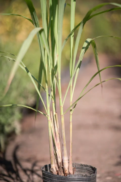 Lemon Grass en internet