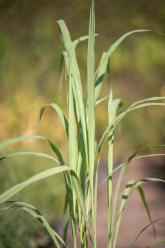 Lemon Grass - Viveros El Botánico