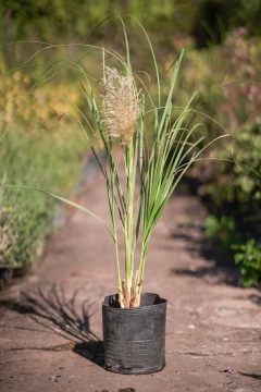 Cortaderia Selloana - tienda online
