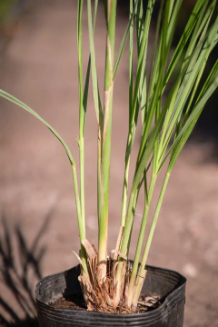 Imagen de Cortaderia Selloana
