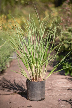 Cortaderia Selloana - comprar online