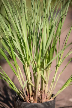 Cortaderia Selloana en internet