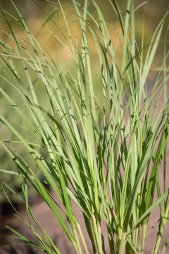 Cortaderia Selloana - Viveros El Botánico
