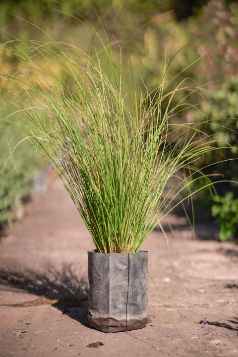 Eragrostis Curvula (Pto. Lloron) - comprar online