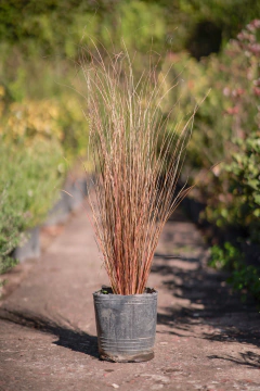 Carex - Viveros El Botánico