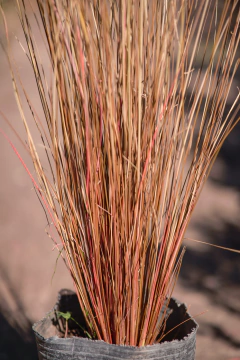 Carex - tienda online