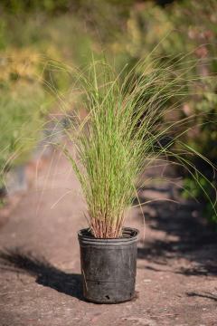 Carex - Viveros El Botánico