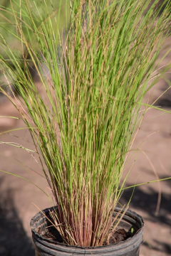 Carex - tienda online